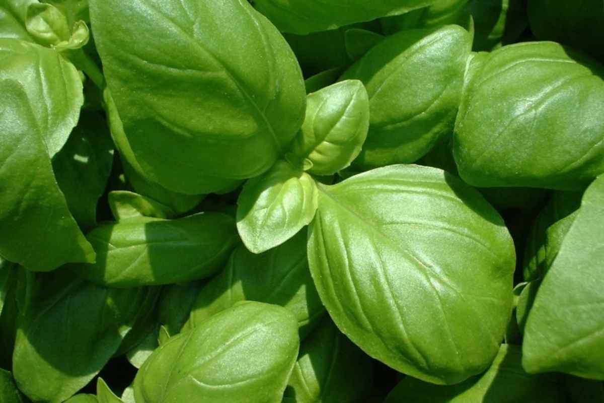 Basilico no frigo